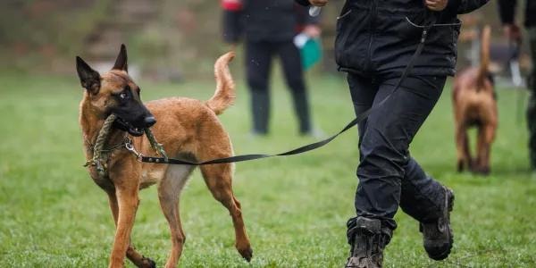 Professional dog trainer giving command to attentive dog