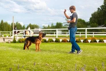 German Shepherd obedience training session