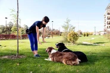 German Shepherd professional training