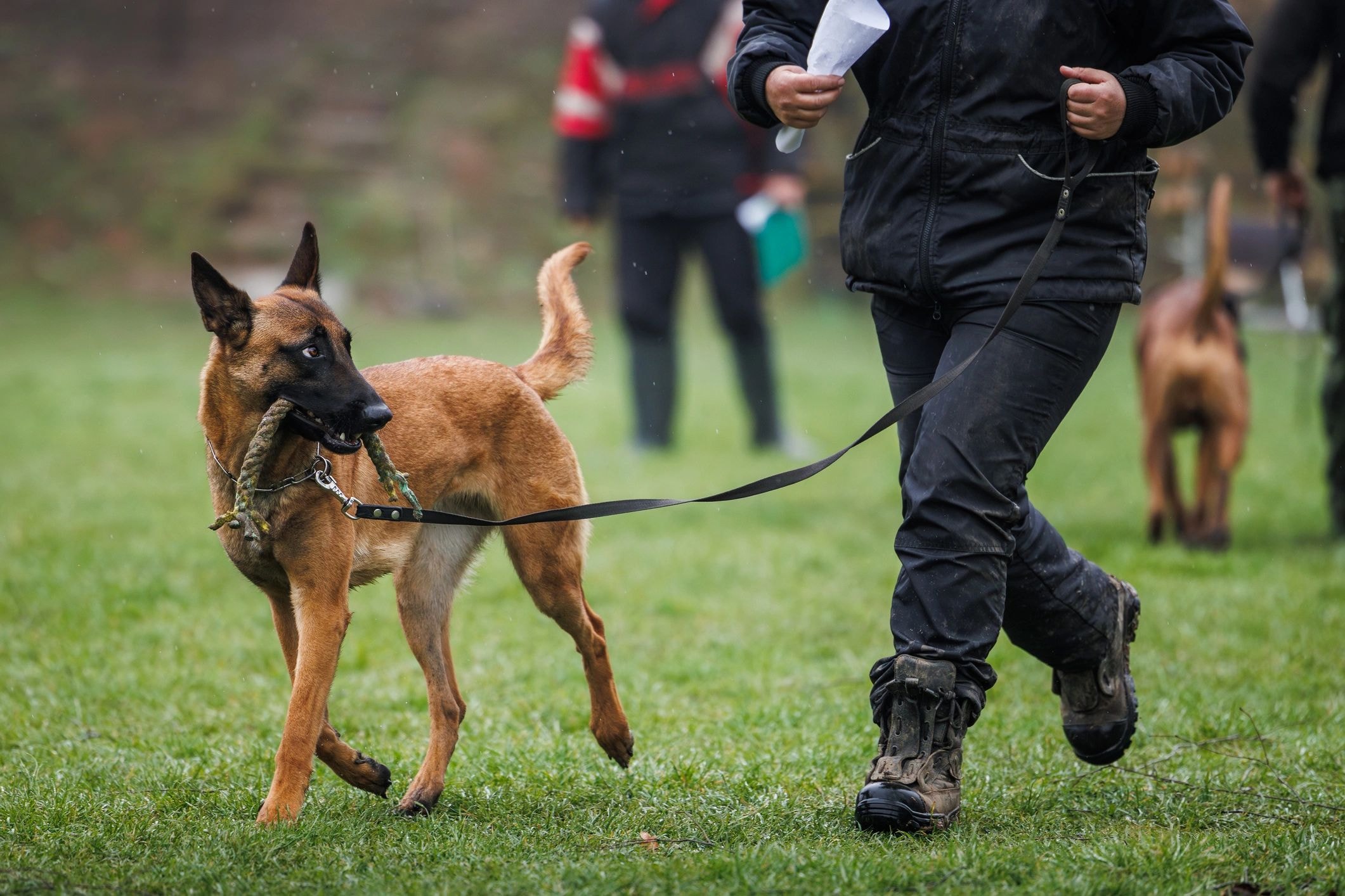 Dog training session 1