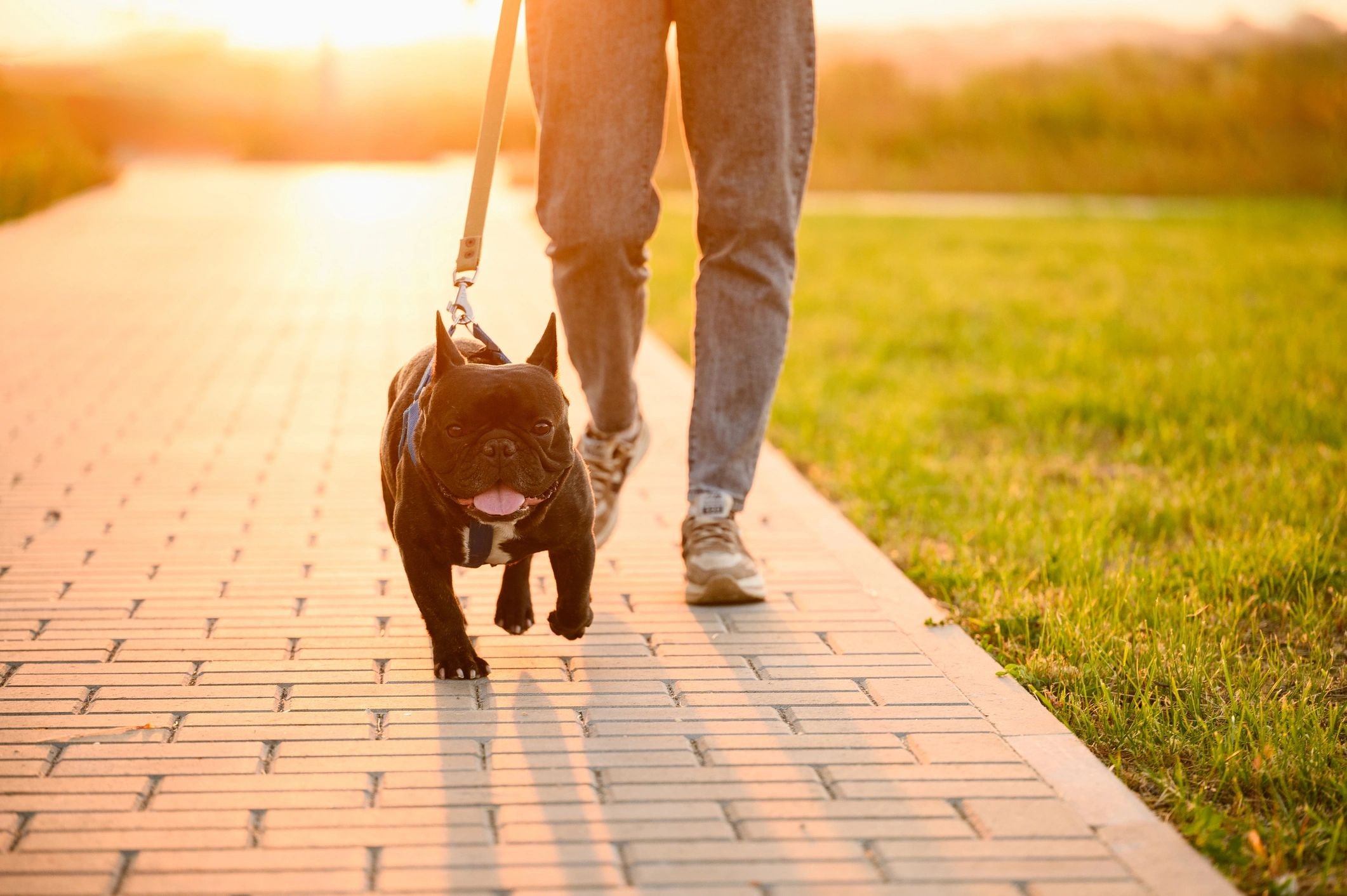 Dog training session 2